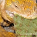iguana_land_spz_h_0119_ecu1818.jpg